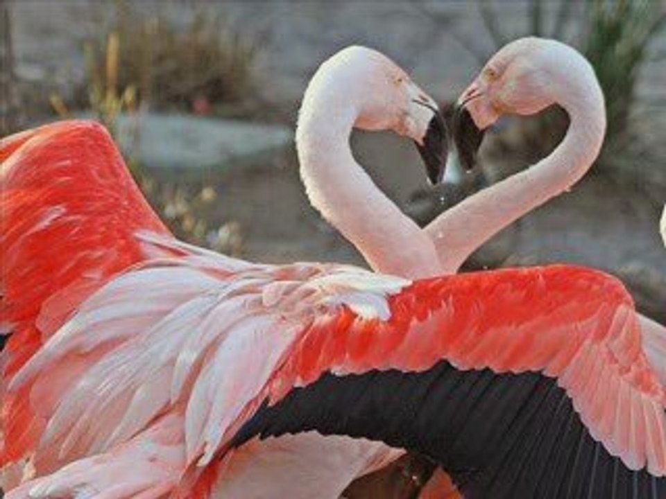 amour animal