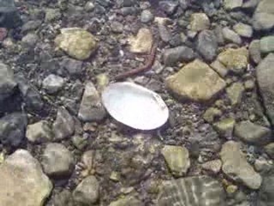 Shell in the sun