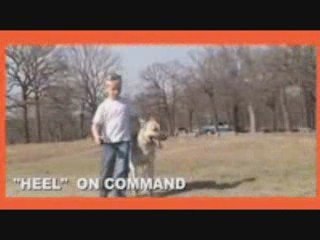 Trained family and companion dogs for sale