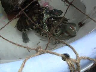 カメご飯バトル