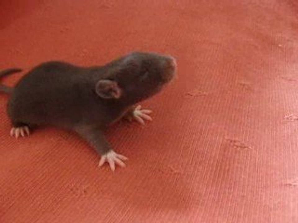 Bebe Padnom!