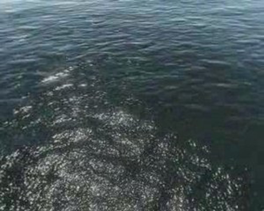 ArmA 2: Water (Very High Settings)