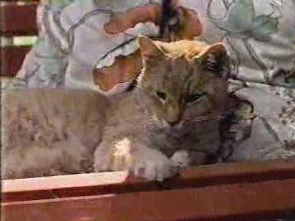 Tender Vittles