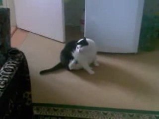 Gatto grasso non riesce a grattarsi