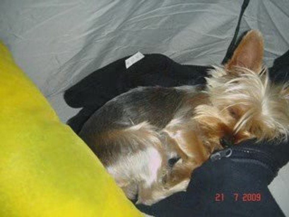 MES YORKSHIRES ont une nouvelle niche !!!