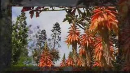 Jardín Botánico Canario Viera y Clavijo