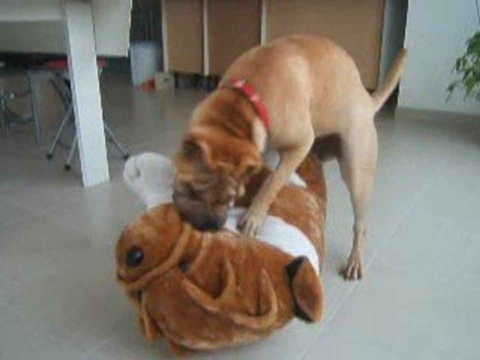 Shar-pei Doris vs shar-pei en peluche
