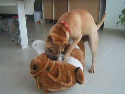 Shar-pei Doris vs shar-pei en peluche