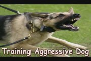 Training Aggressive Dog-Training Aggressive Dog Made Easy!