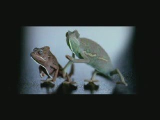 Budweiser_ Chameleons