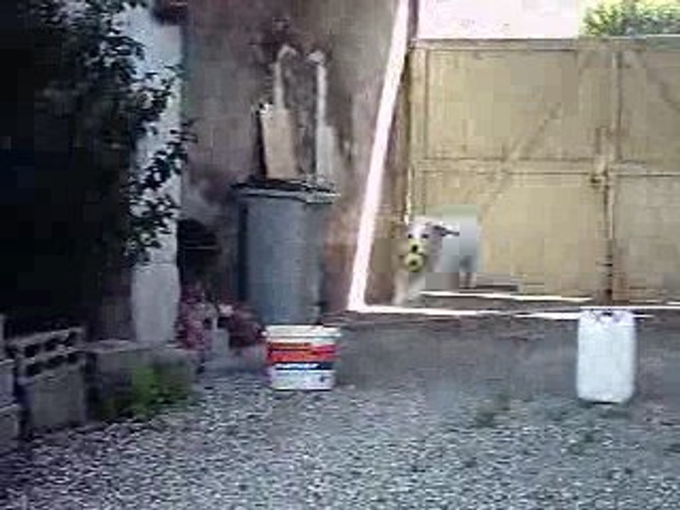 cheval et chien 012