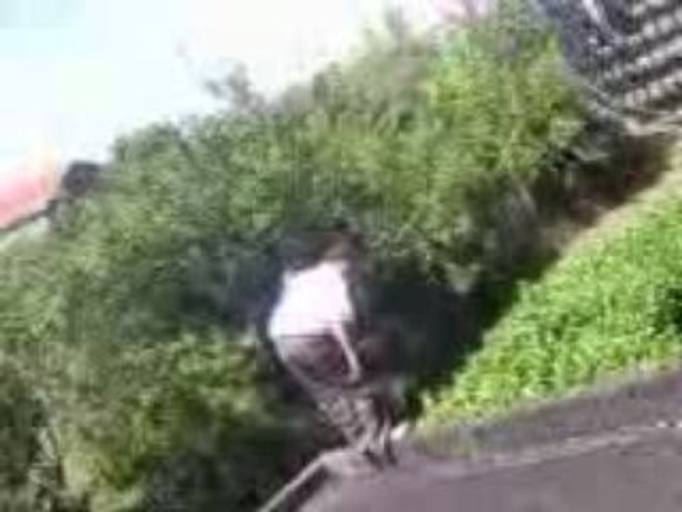saut dans le buisson