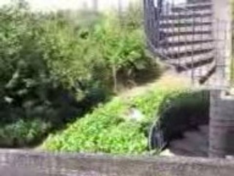 saut dans les buissons 2