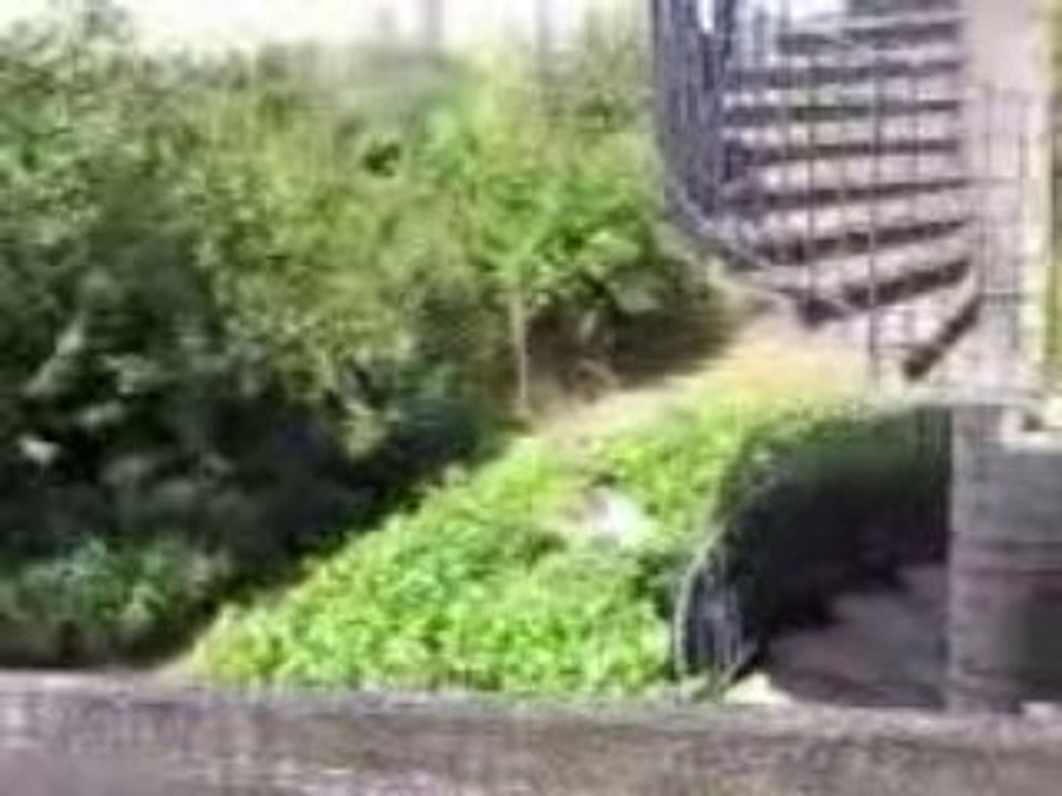 saut dans les buissons 2