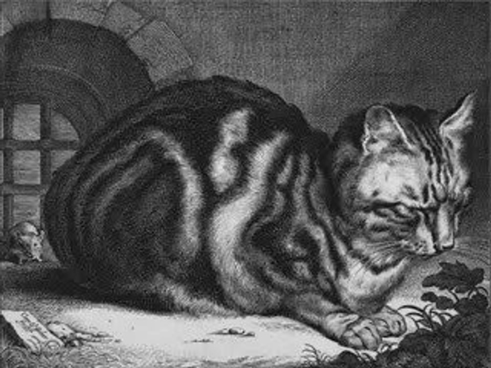 Prière du chat