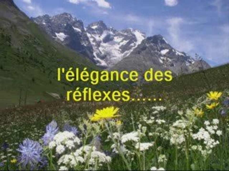 L'ELEGANCE DES REFLEXES....