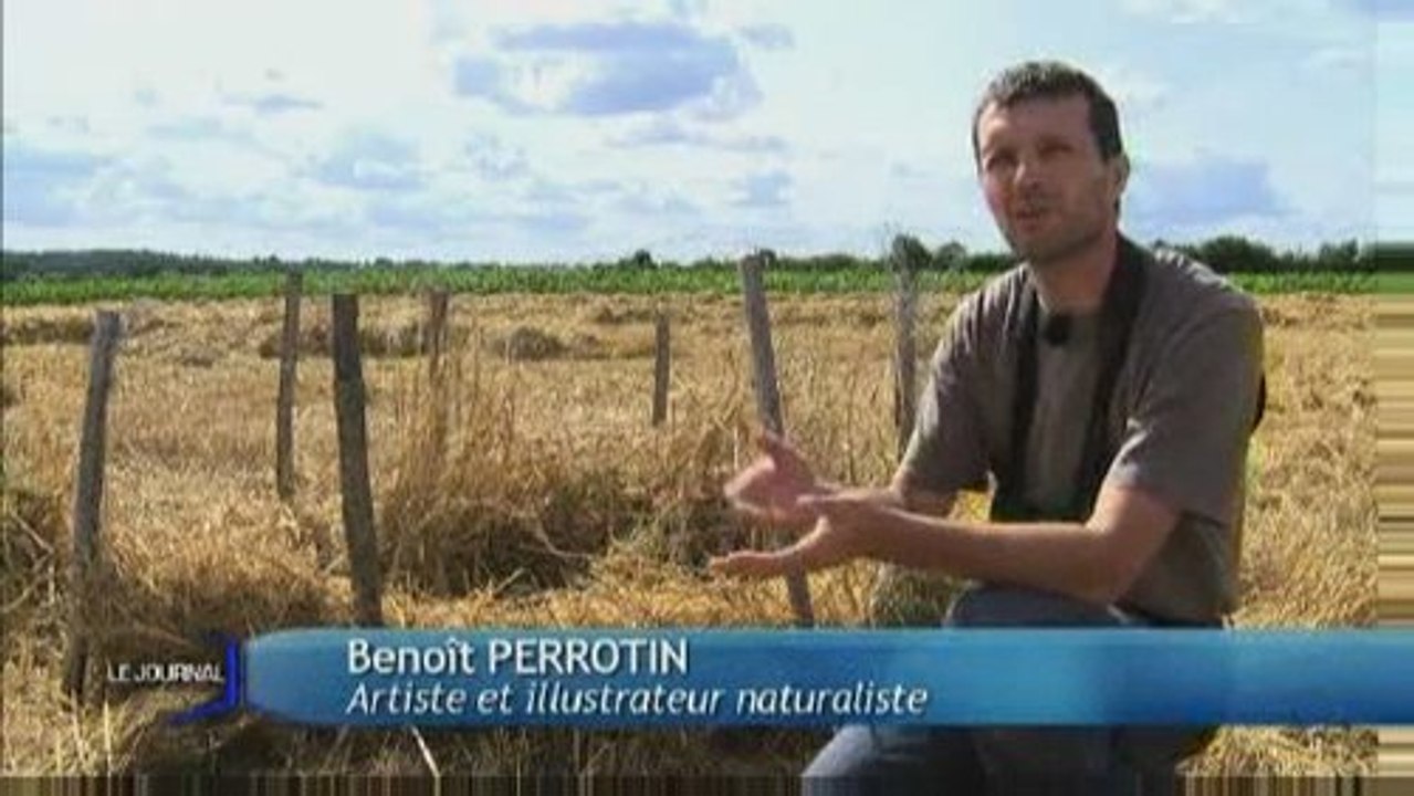 Les Busards menacés par les moissons (Chantonnay)