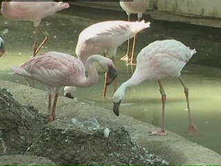 Flamingos hatching