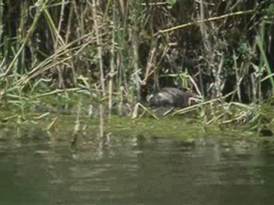 Grèbe castagneux en vallée de l'Orge (91)