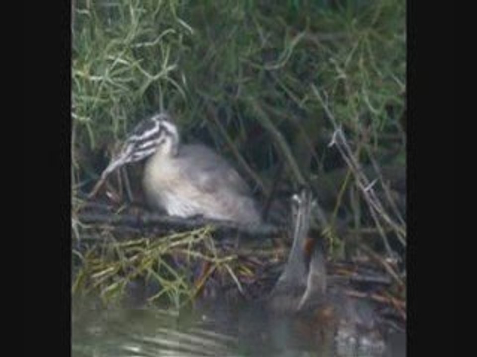 Grèbes huppés couples au bassin du Carouge à Brétigny (91)