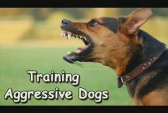 Training Aggressive Dogs-Training Aggressive Dogs Made Easy
