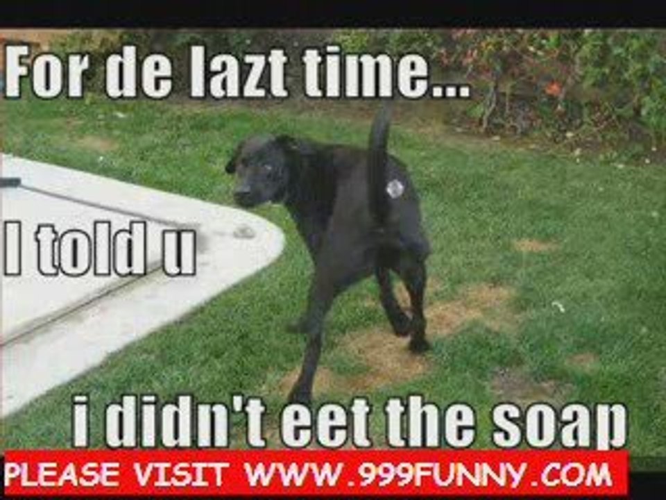 super funny dog pictures