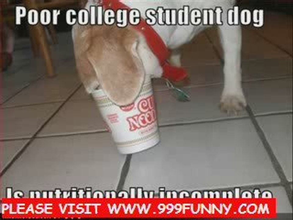 super smart dog - Funny Pug Dog