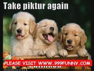 vERY fUNNY cute dOGS jumbing and sleeping