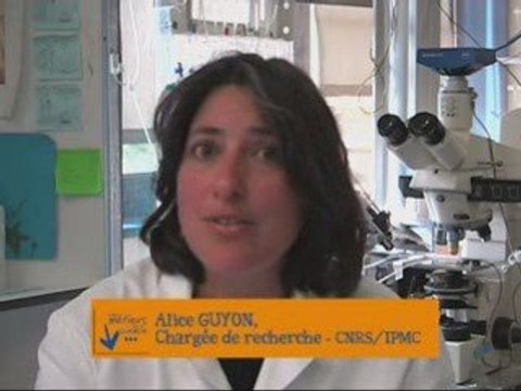 Métiers de la science au CNRS et dans ses UMR - A. Guyon