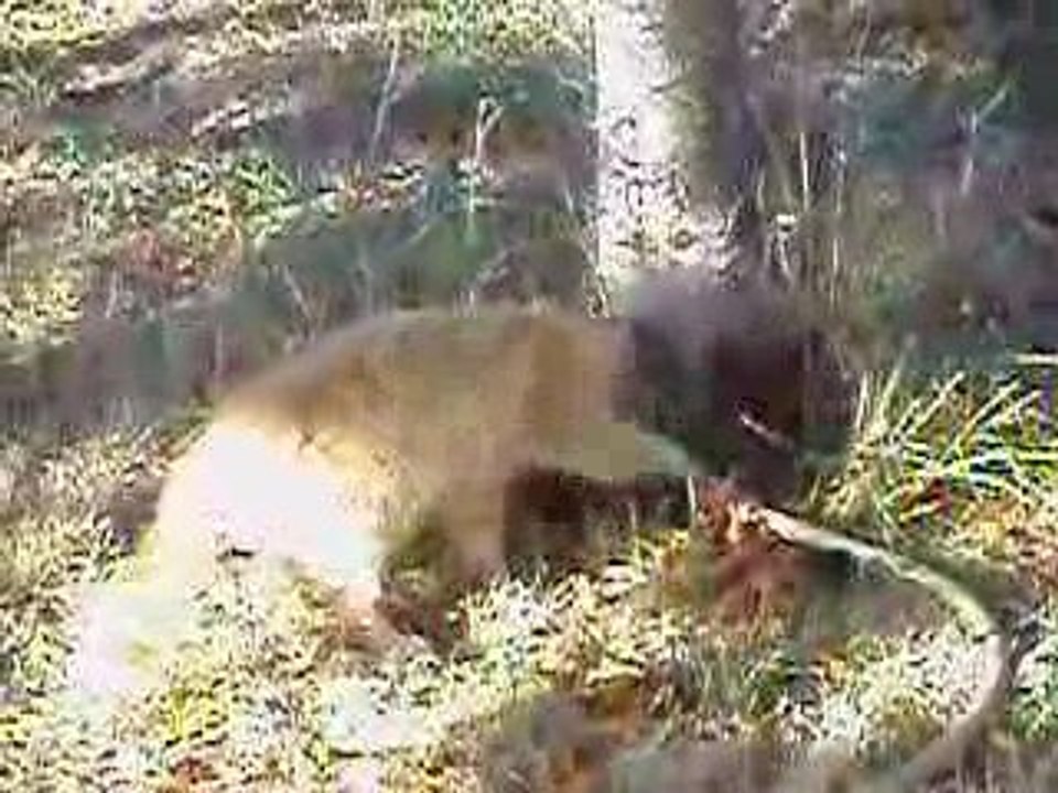 chat joue avec l'eau
