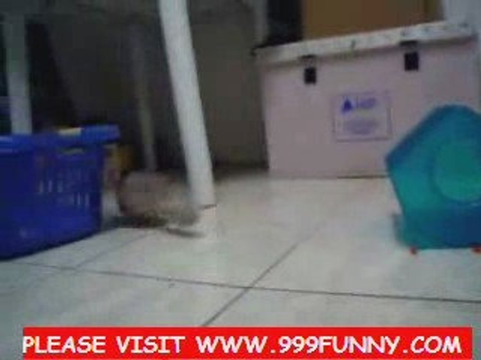 super smart dog - Funny Pug Dog Food Thief