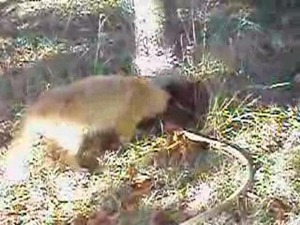 chat joue avec l'eau (2)