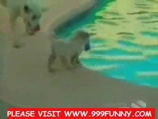 beating and swiming the puppy and very dangerours worms