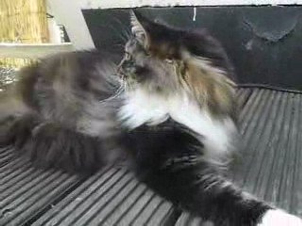 Raoul le chat
