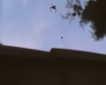 Araignée qui attrape un insecte