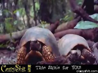 Les animaux sont meilleurs que vous