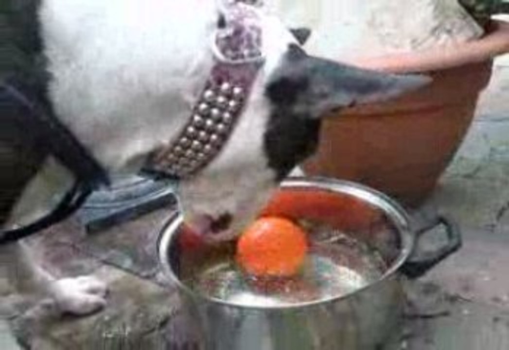 Bundy+une balle+une bassine d'eau= Histoire sans fin