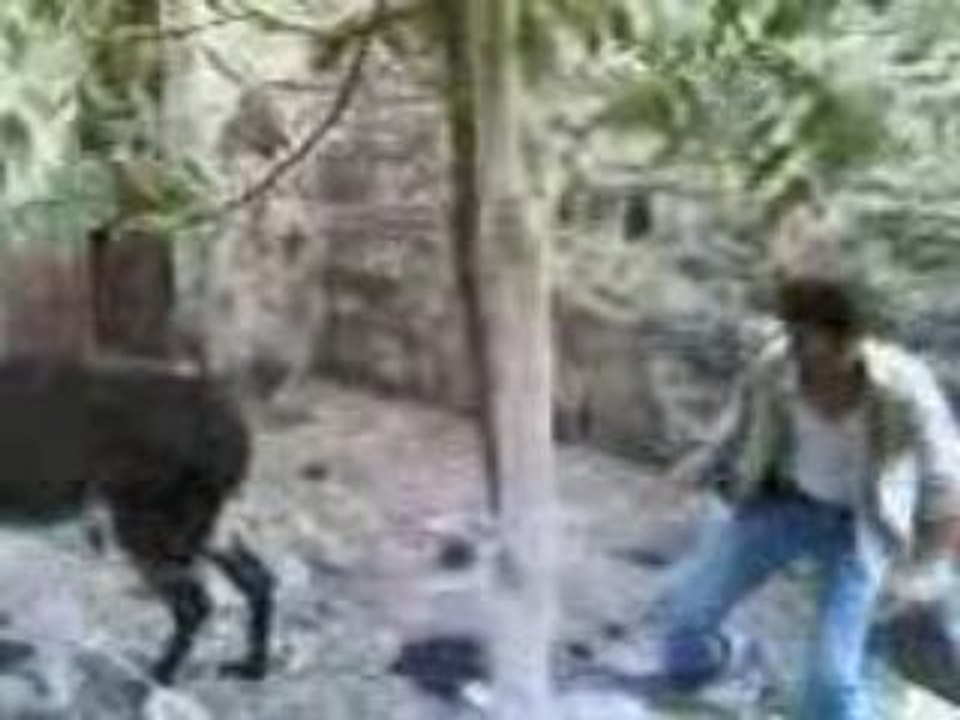 la danse de l'ane