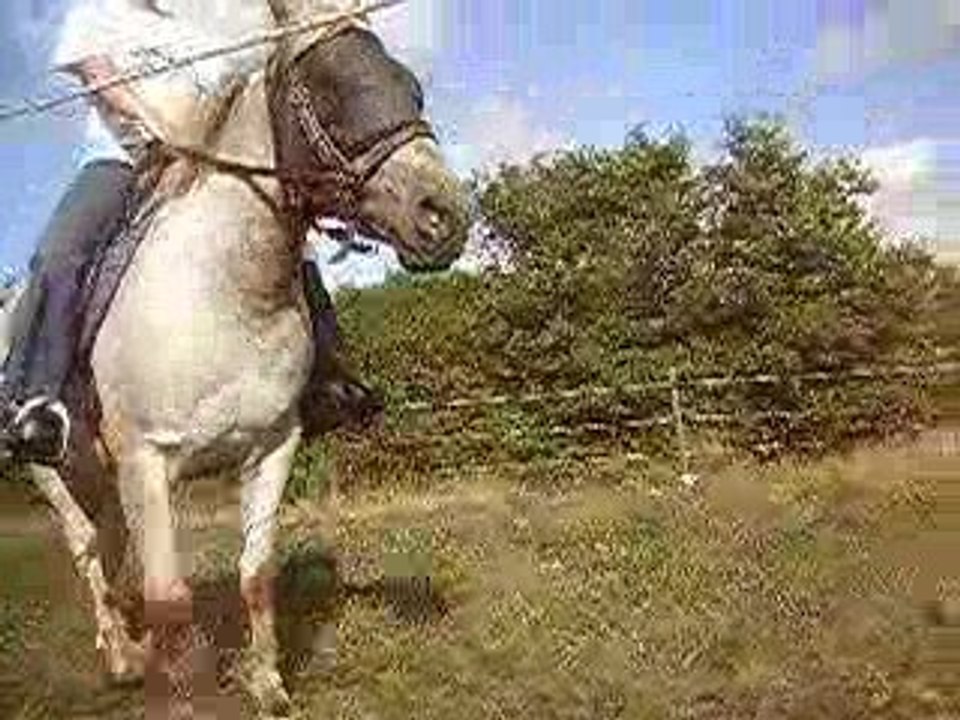 Sioux débourrage, premier trot