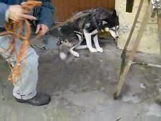 Winnie en harnais + corde