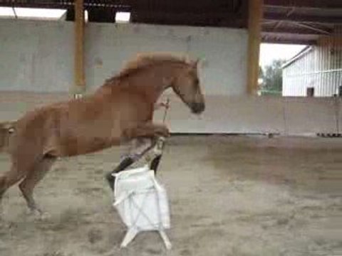 Etoile en liberté - Saut des chaises 2
