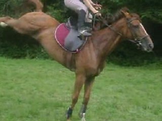 Pur sang la légende de Koto mon fou