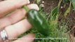 Grow Your Own Organic Vegetables - Veggie Patch After 2 Mons