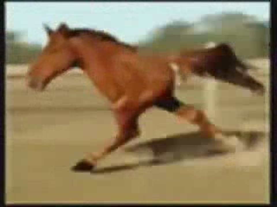 Cheval fou
