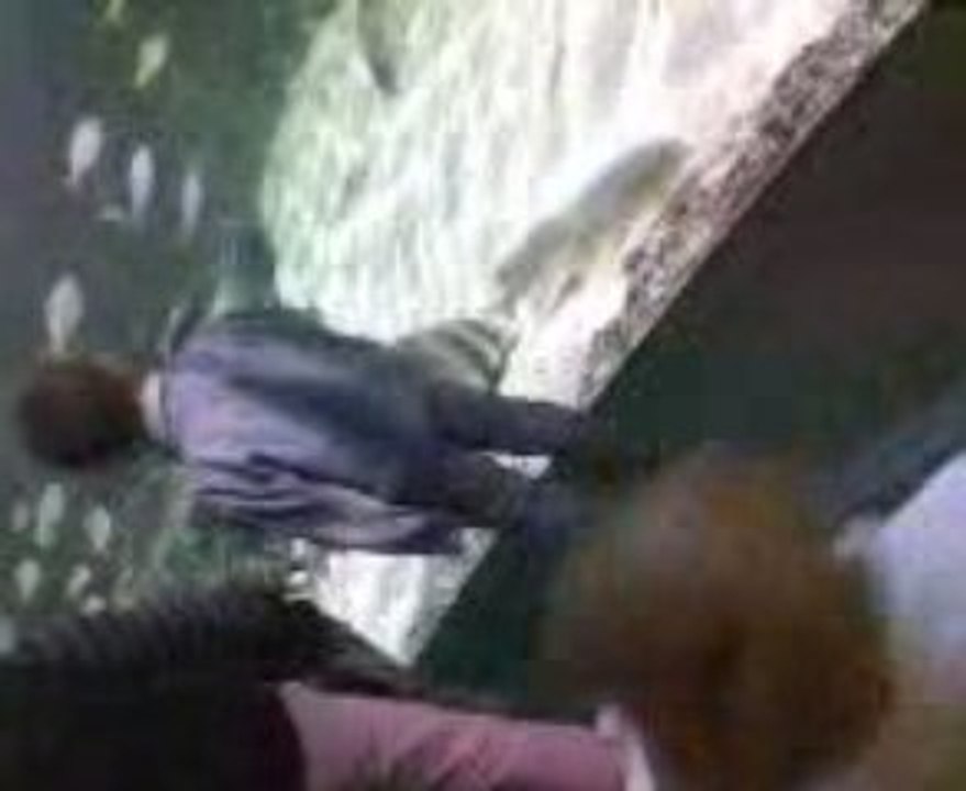 aquariumété09(6)