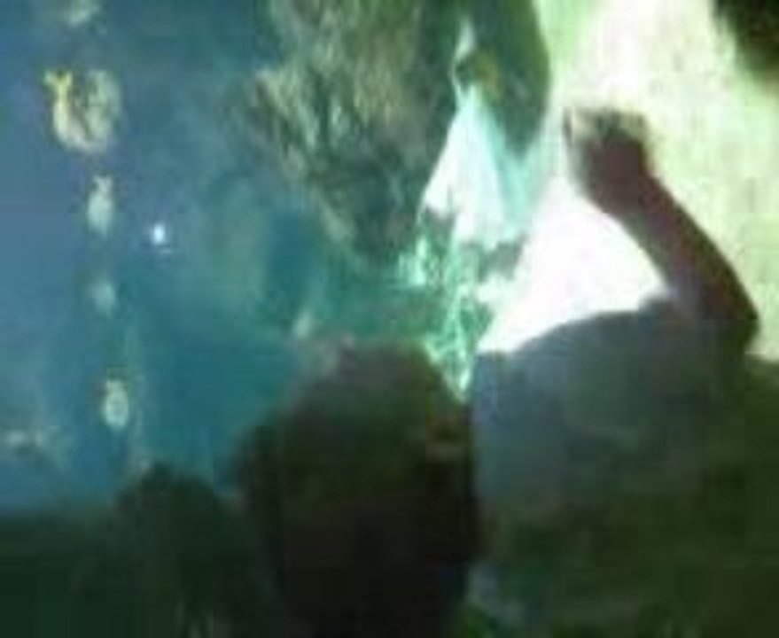 aquariumété09(11)