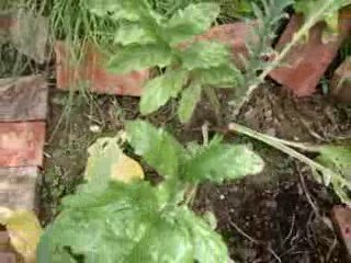 Grow Your Own Organic Vegetables - Patch after 2 months pt 2