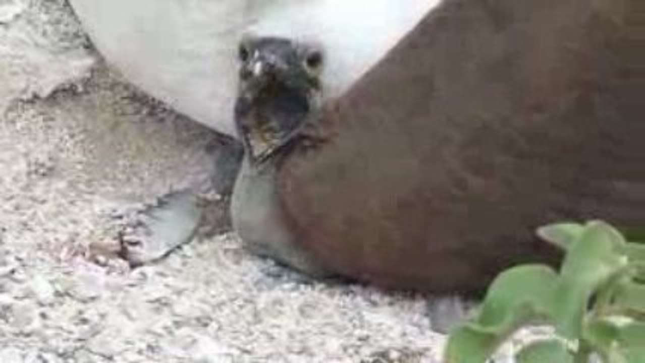 boobie et bebe