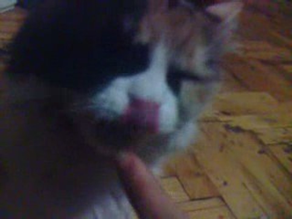 kitty wanna pretzel