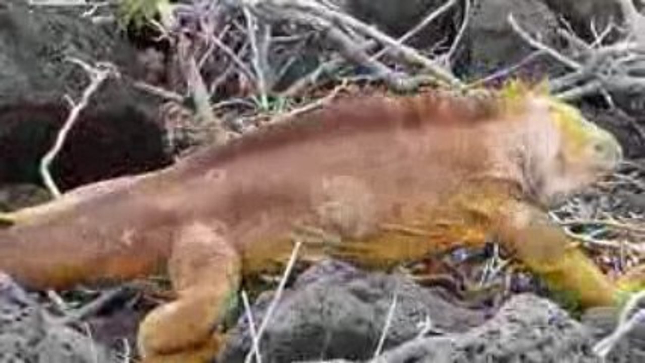 iguane terrestre